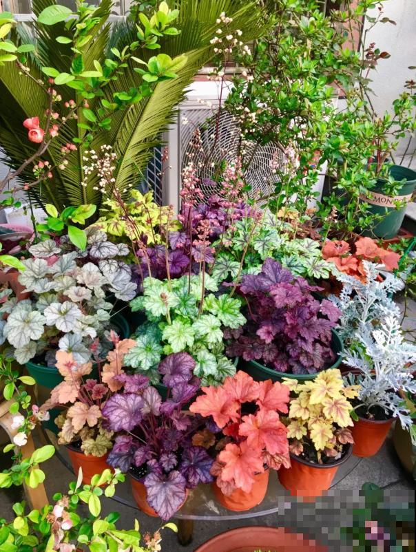 秋天就适合种草，叶子五彩斑斓，比月季三角梅都好看！