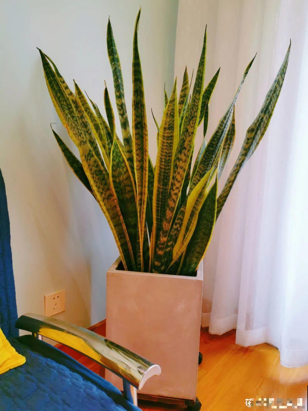 花盆越大越好看？错了，小盆种花美到窒息！