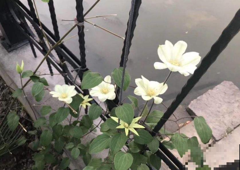 铁线莲容易买到假货，注意看价格，越便宜越有猫腻！