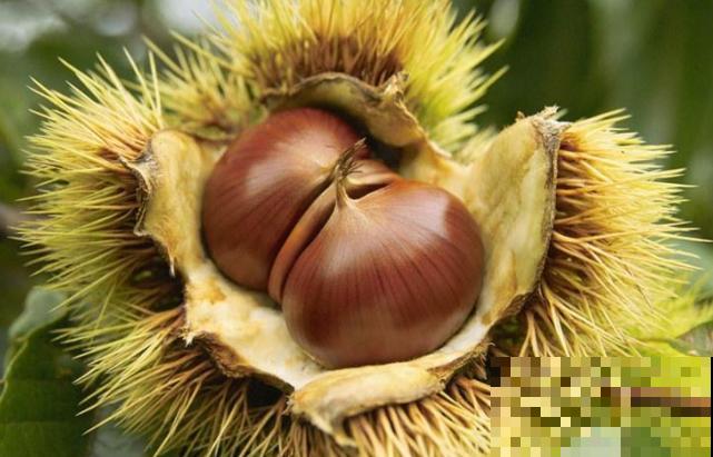 吃不完的板栗别扔,找个花盆种下,长出可爱小盆栽! 吃不完的板栗别扔,找个花盆种下,长出可爱小盆栽!