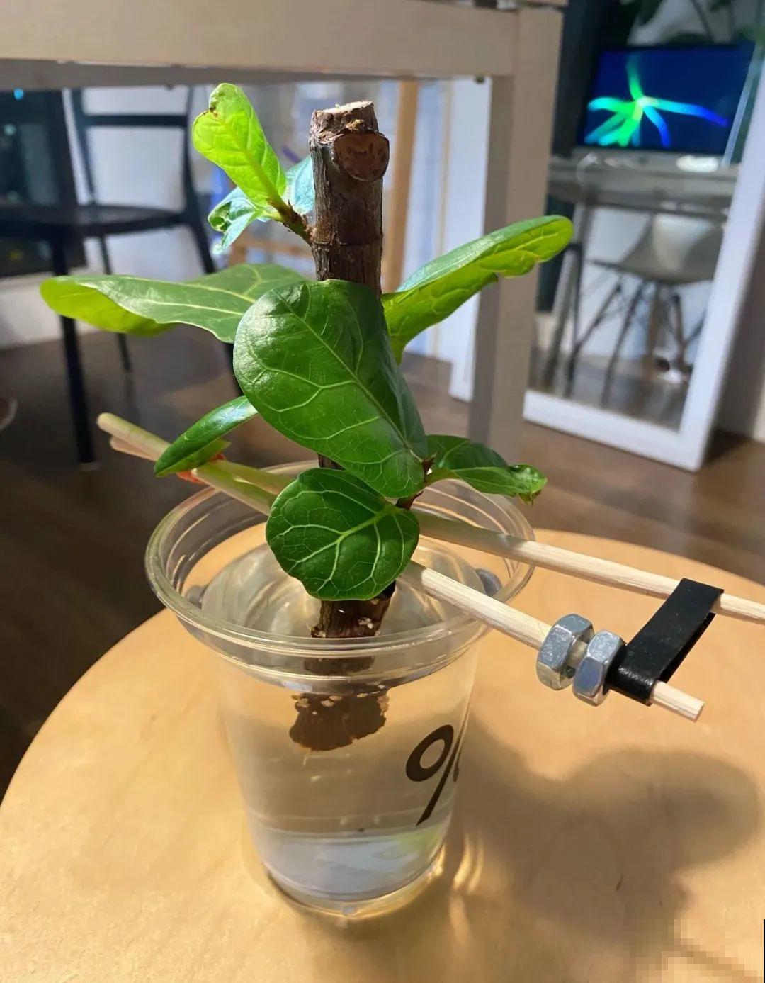 幸福树长太高，拦腰砍1刀，效果竟然这么好！