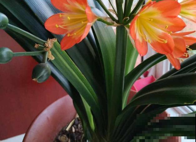 君子兰3大养护难题,一次性给你解决,今年准时开花! 君子兰3大养护难题,一次性给你解决,今年准时开花!