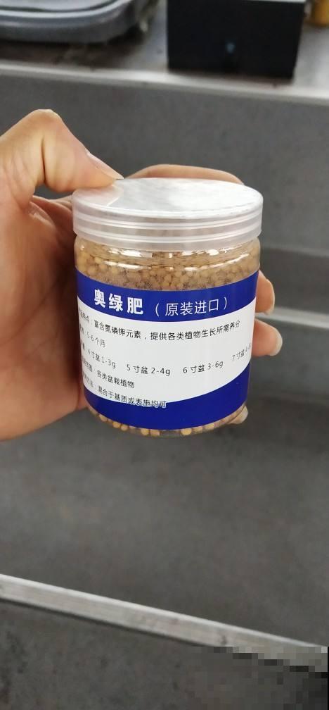 秋天养多肉,盆里扔点小东西,状态恢复快 秋天养多肉,盆里扔点小东西,状态恢复快