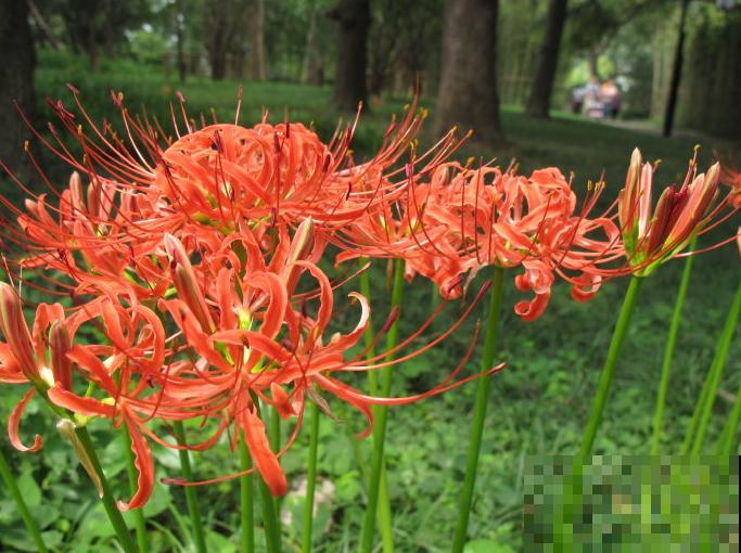 20种秋天开花的植物,外出看到,记得拍照欣赏! 20种秋天开花的植物,外出看到,记得拍照欣赏!