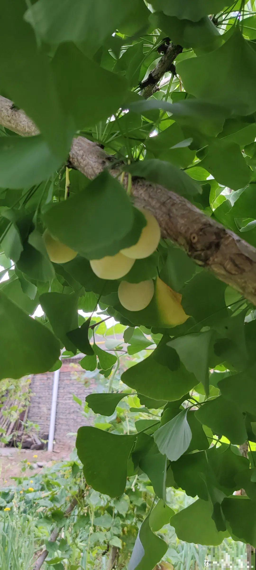 路边捡的果子有剧毒，看见了要躲开！