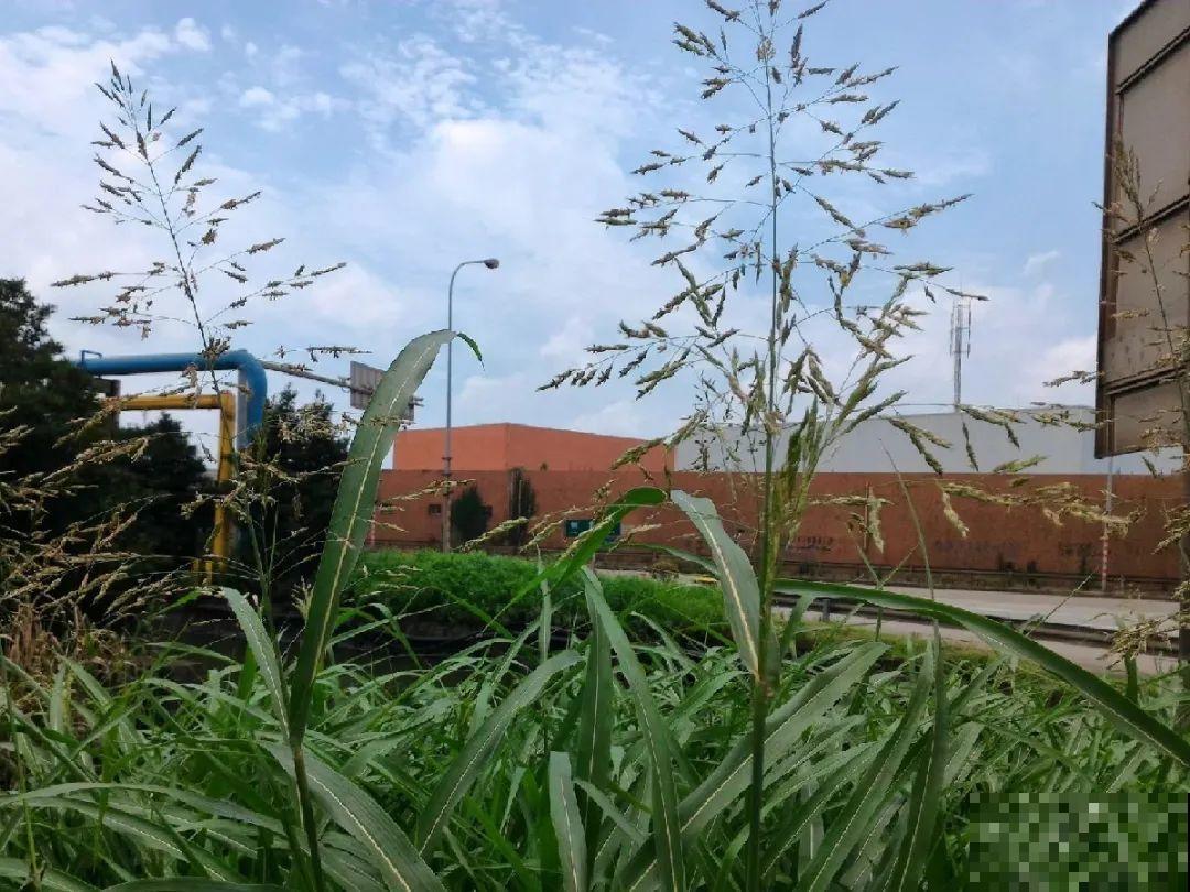 38种入侵植物,全村出来挖,挖完又长一大片 38种入侵植物,全村出来挖,挖完又长一大片