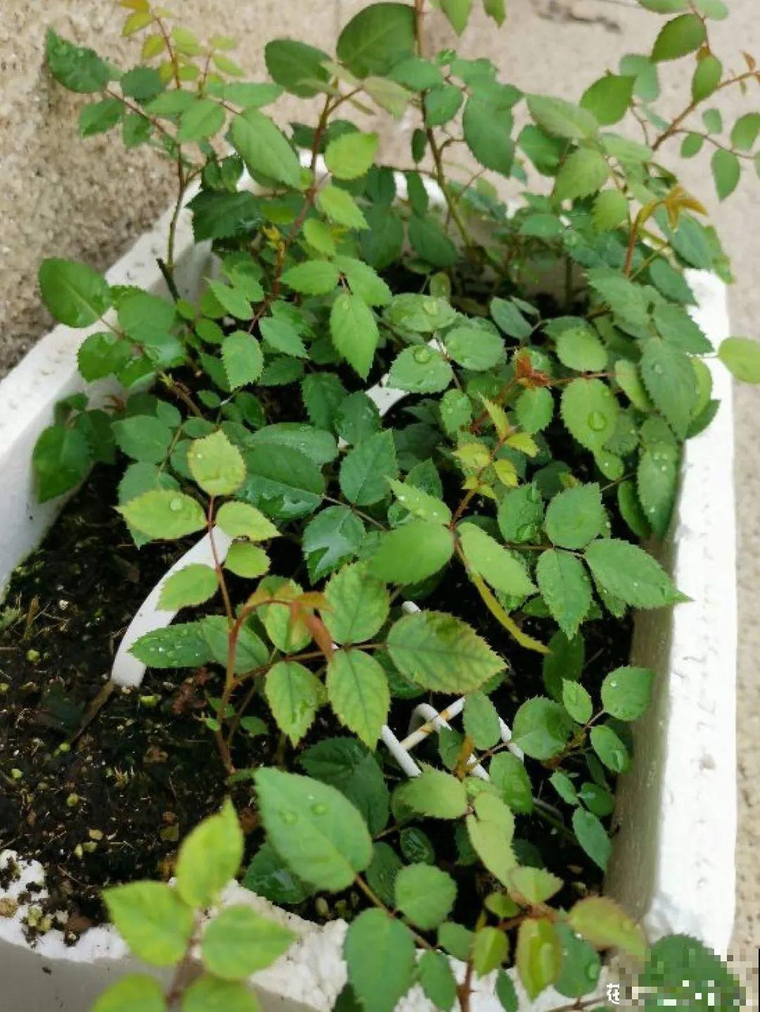 月季秋天这么养,长得快,狂冒芽,开花直到冬天! 月季秋天这么养,长得快,狂冒芽,开花直到冬天!