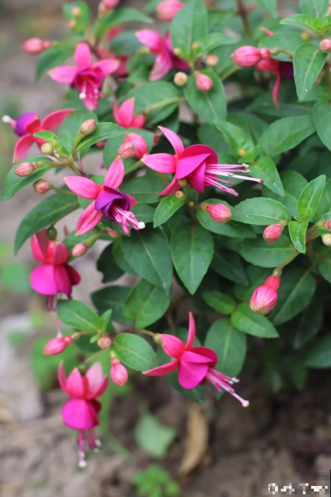 9月后就养这些花,比绿萝好养,疯狂开花到明年! 9月后就养这些花,比绿萝好养,疯狂开花到明年!