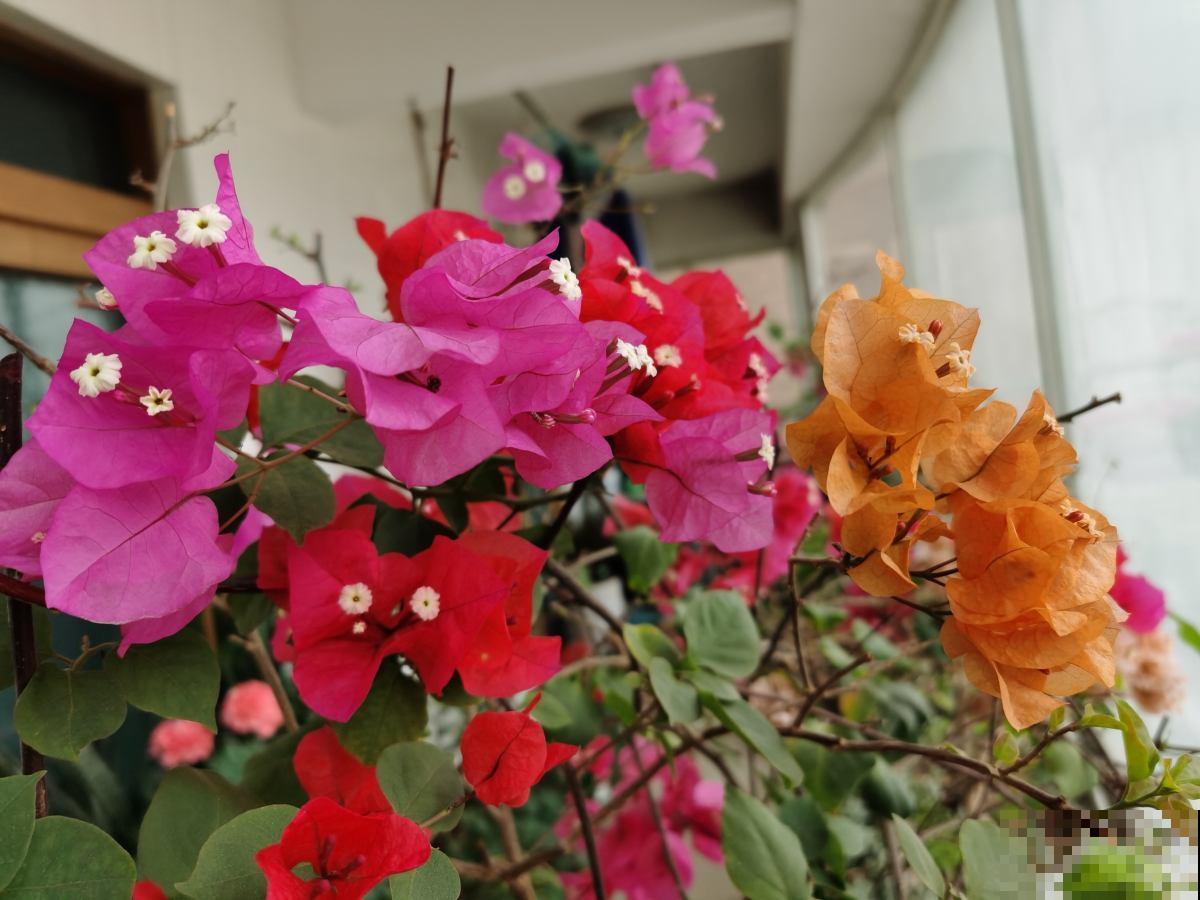 给三角梅扦插,选准秋天,来年花开一大片! 给三角梅扦插,选准秋天,来年花开一大片!