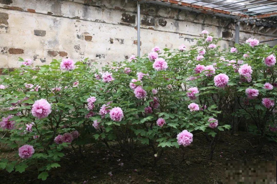 407岁古树，熊孩子玩火烧坏，只剩树皮还能活？