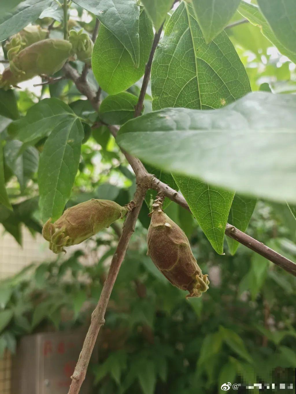 路边捡的果子有剧毒，看见了要躲开！