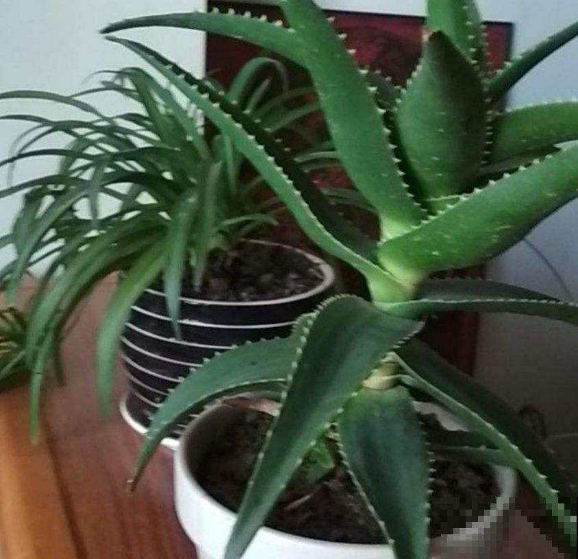 超可怜的芦荟，不浇水也不施肥，能活下来算奇迹！