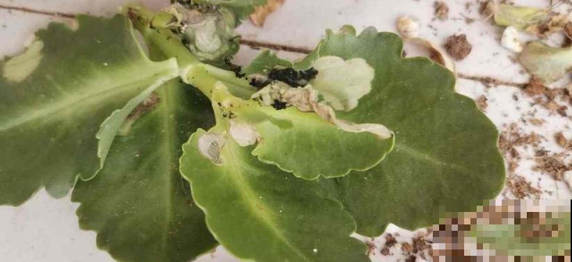 遇到玄灰蝶要小心,赶快防护,泛滥之后让你哭! 遇到玄灰蝶要小心,赶快防护,泛滥之后让你哭!