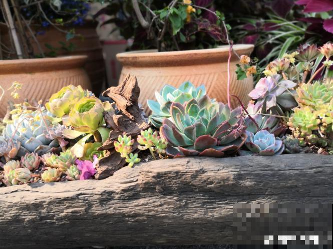 还敢说你的花园有创意?看看这些脑洞设计,一般人做不来! 还敢说你的花园有创意?看看这些脑洞设计,一般人做不来!