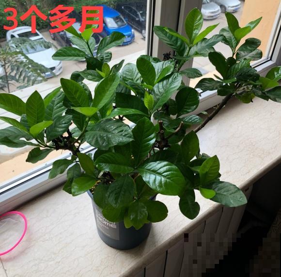 你扔的花,我捡回家,半个月起死回生! 你扔的花,我捡回家,半个月起死回生!