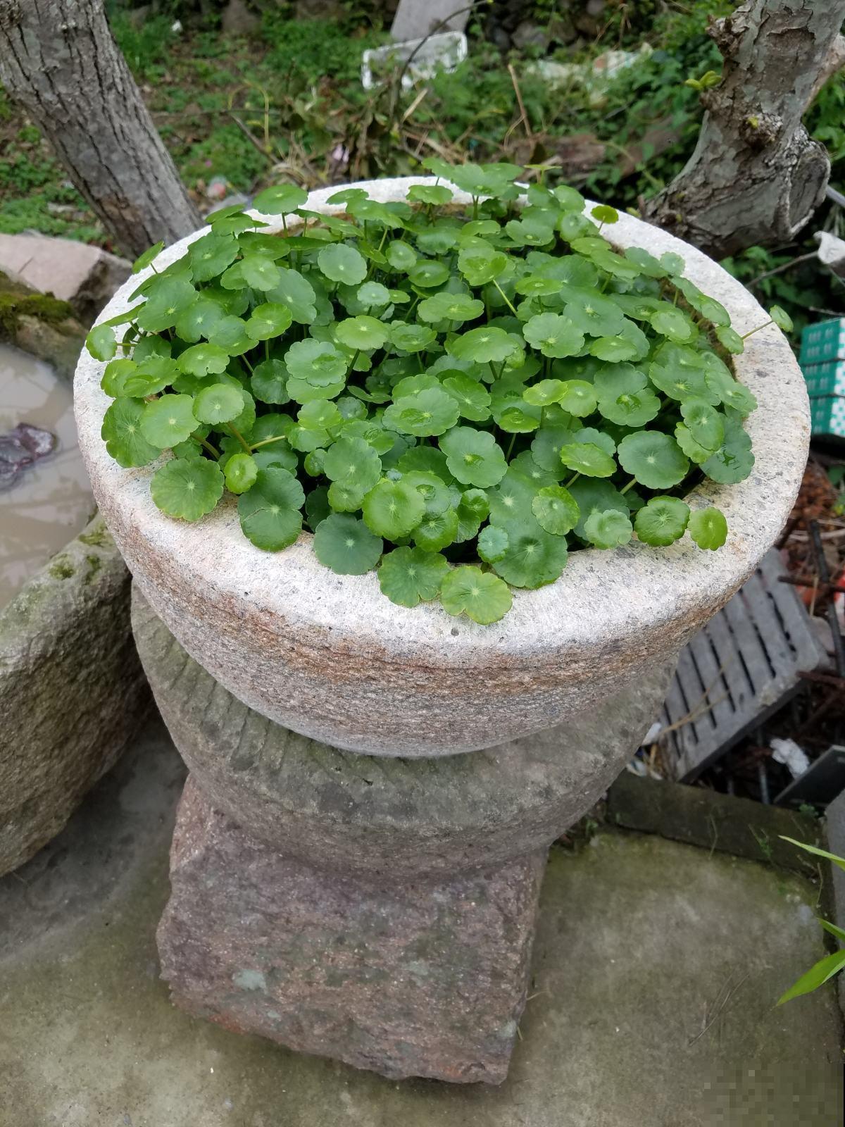 铜钱草发黄还蔫儿?剪几刀,叶子大还绿油油! 铜钱草发黄还蔫儿?剪几刀,叶子大还绿油油!