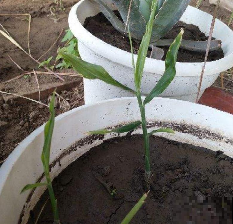 发芽的生姜不要扔,埋到花盆里,叶子绿油油! 发芽的生姜不要扔,埋到花盆里,叶子绿油油!