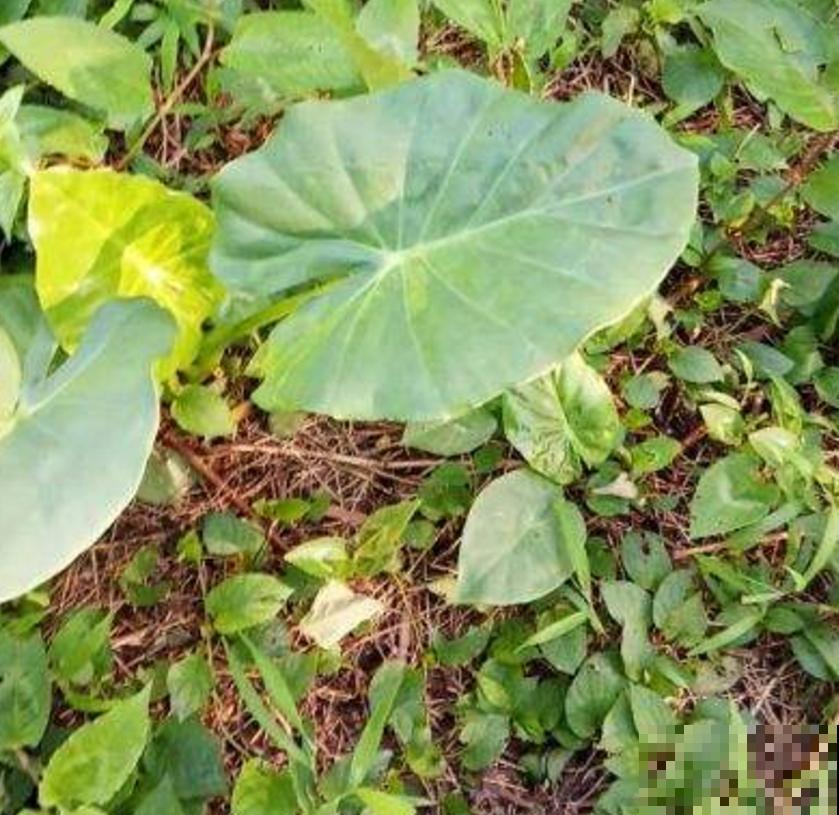 滴水观音不敢养?别怕,芋头扔土里种起来,比滴水观音还美! 滴水观音不敢养?别怕,芋头扔土里种起来,比滴水观音还美!