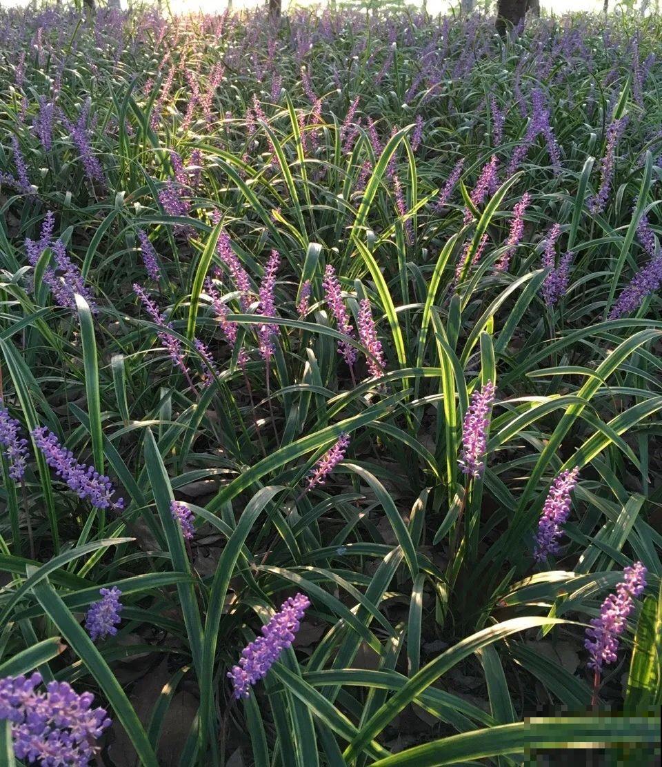 别花钱买了,这花野生一大堆,挖还是不挖? 别花钱买了,这花野生一大堆,挖还是不挖?