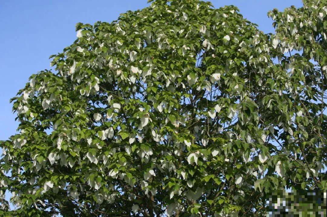 山上的雪莲,说摘就摘? 山上的雪莲,说摘就摘?