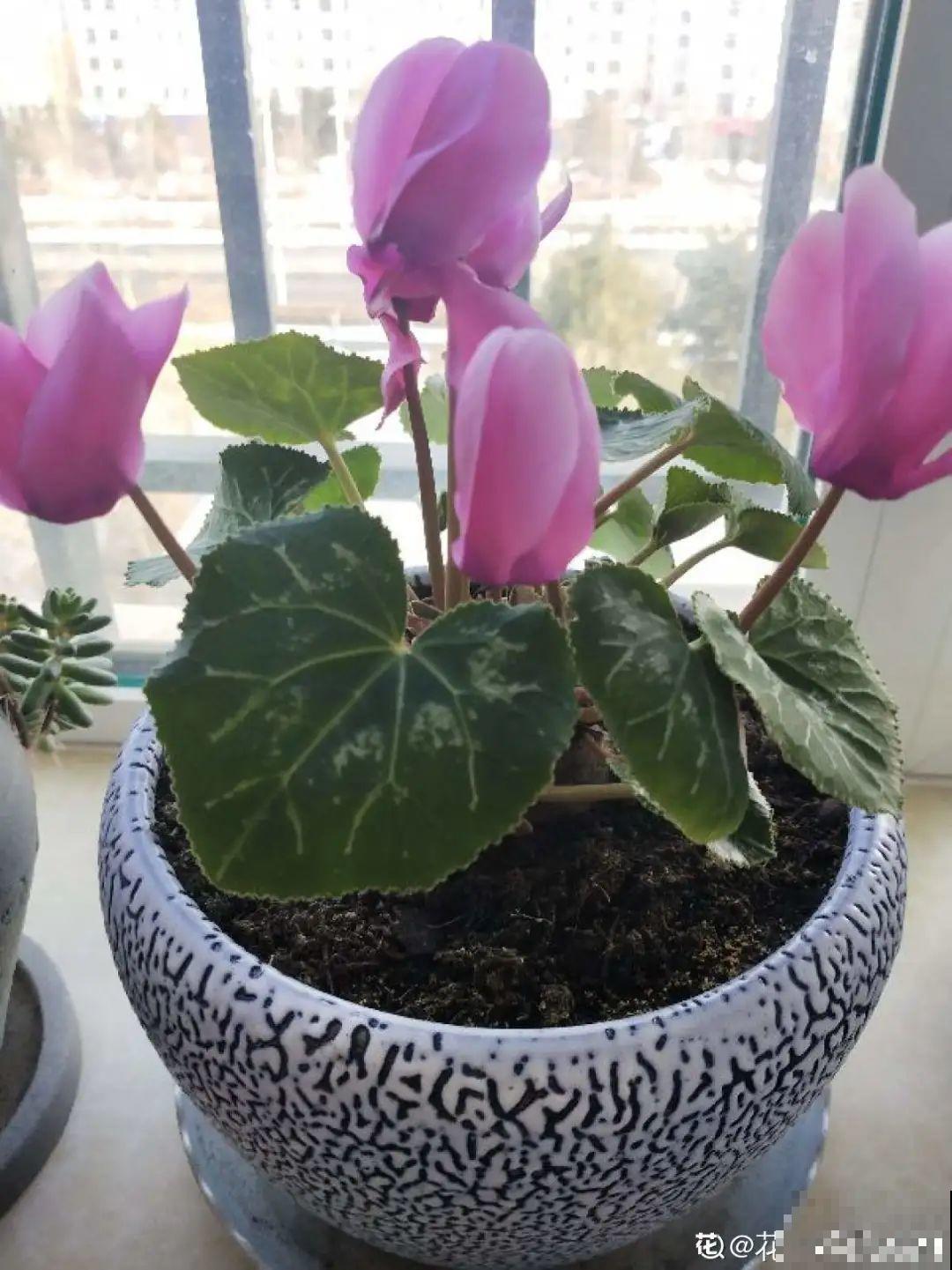 三伏已过,这花可以处理了,晚了错过开花! 三伏已过,这花可以处理了,晚了错过开花!