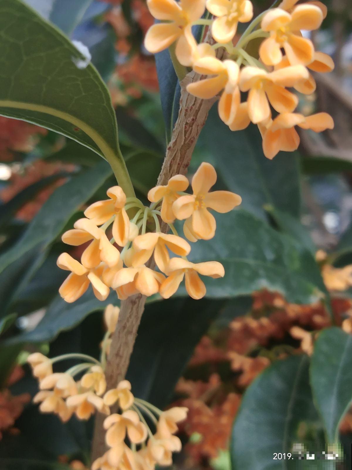秋天桂花飘香,及时换盆,才能开花爆盆 秋天桂花飘香,及时换盆,才能开花爆盆