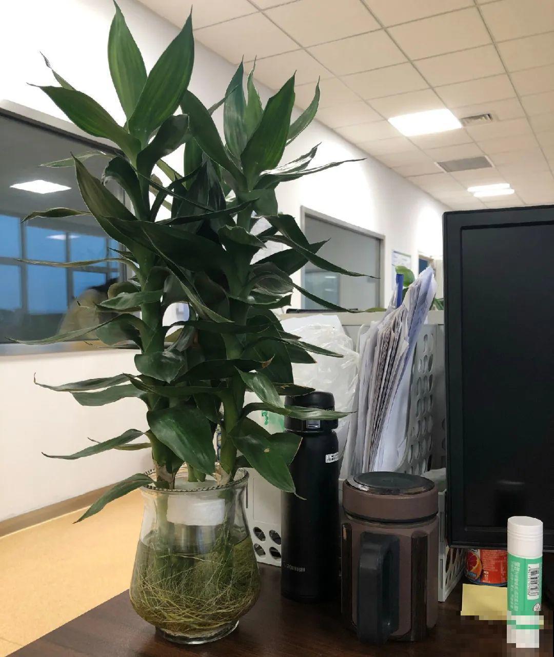 龟背竹是“吸废气”高手，家里放一盆，门窗紧闭也能空气清新！