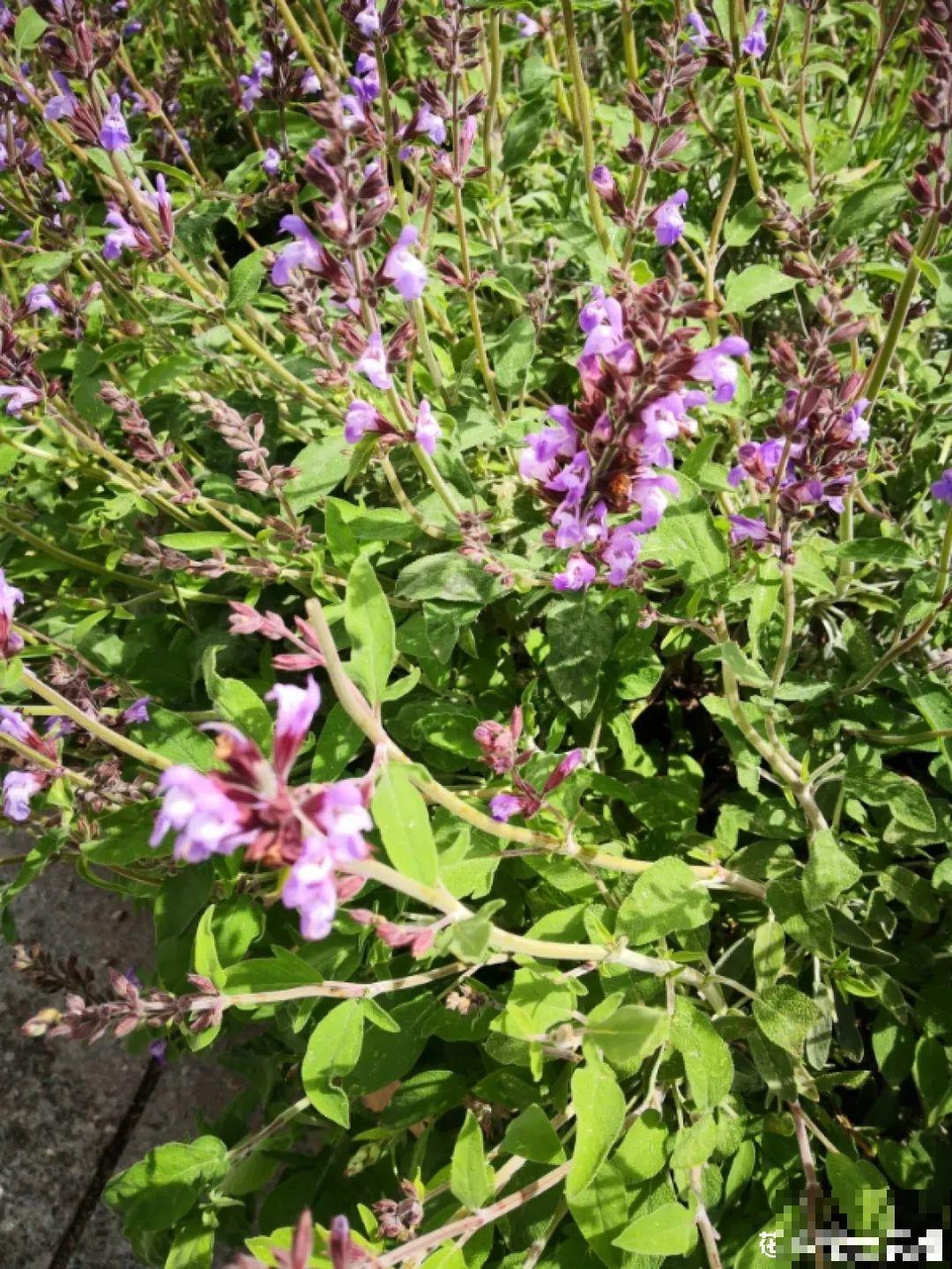 9种花最适合养厨房,去腻吸油烟,香味满屋子! 9种花最适合养厨房,去腻吸油烟,香味满屋子!