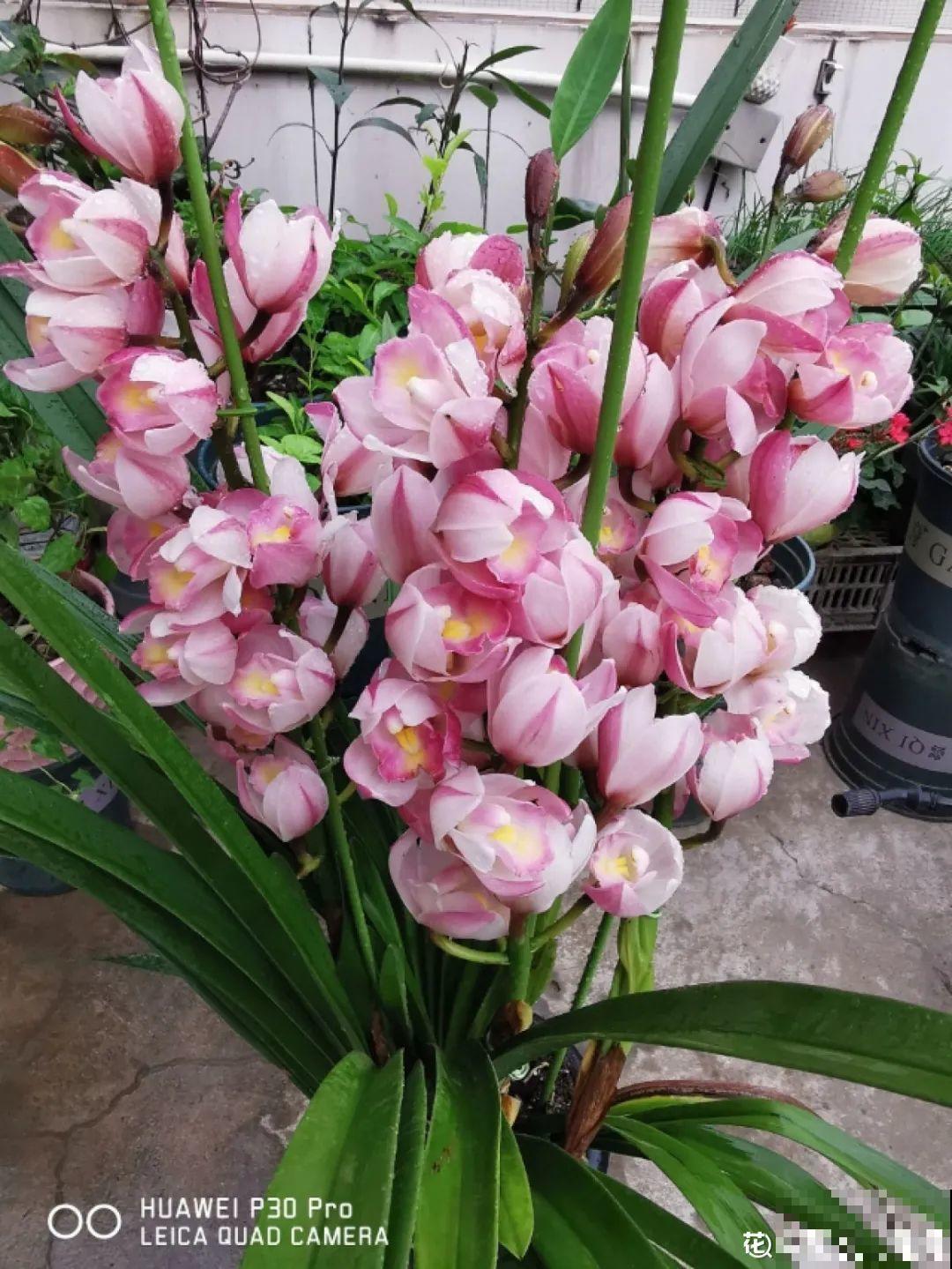 7种花,全是骗人的,白花冤枉钱! 7种花,全是骗人的,白花冤枉钱!