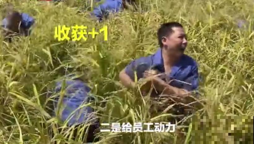 重庆一家企业,楼顶用来种菜养花,佩服! 重庆一家企业,楼顶用来种菜养花,佩服!