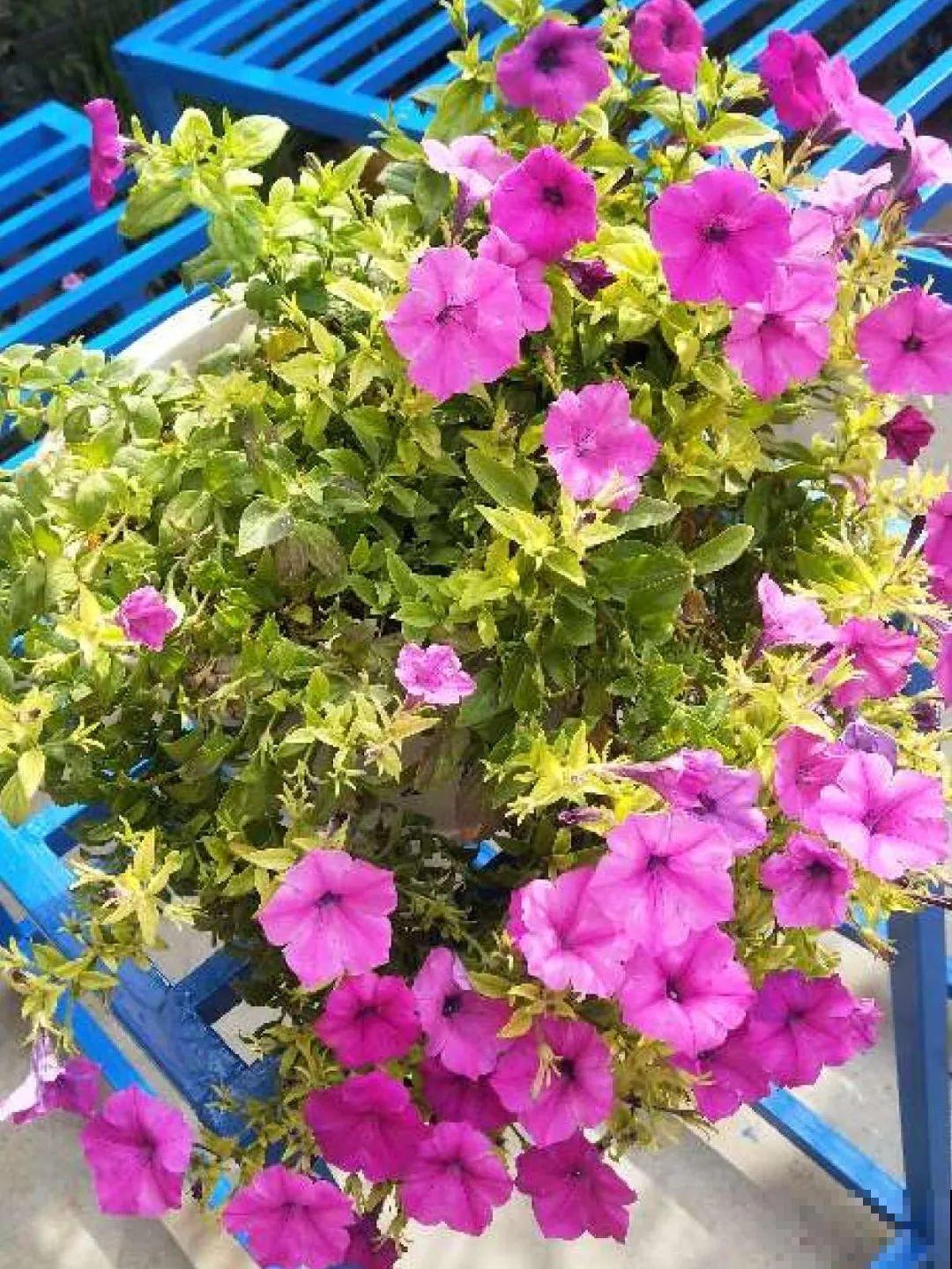 8种花,养小不养老,越老开花越少! 8种花,养小不养老,越老开花越少!