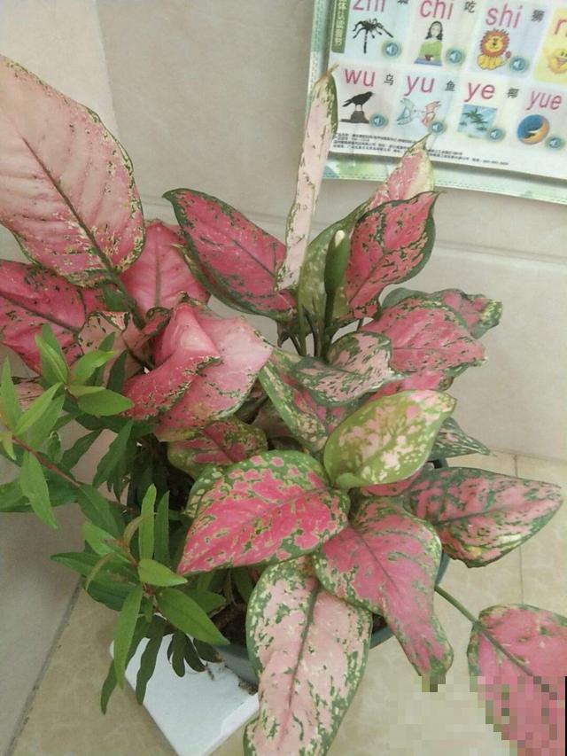 家里有老人,7种花别养在家,对身体不好 家里有老人,7种花别养在家,对身体不好