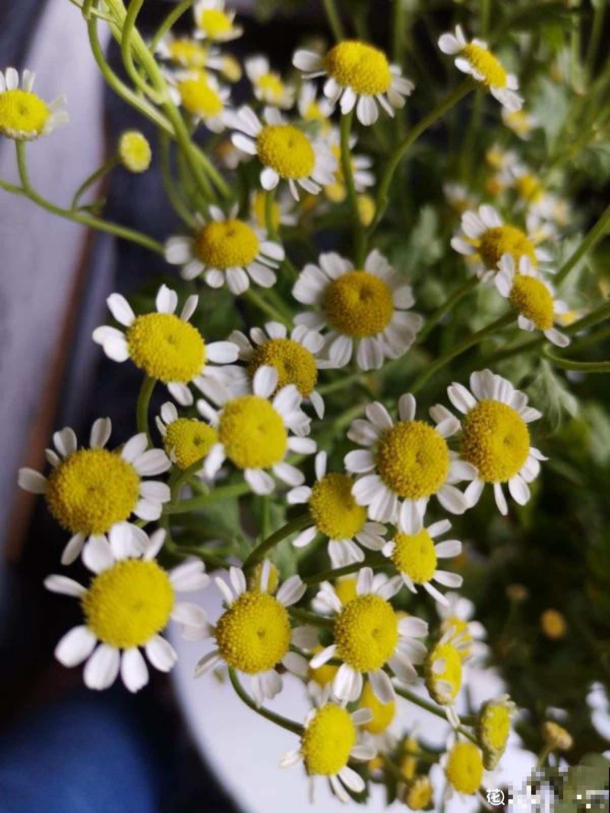 5种花现在要播种，小苗长得欢腾，明年春天就爆花