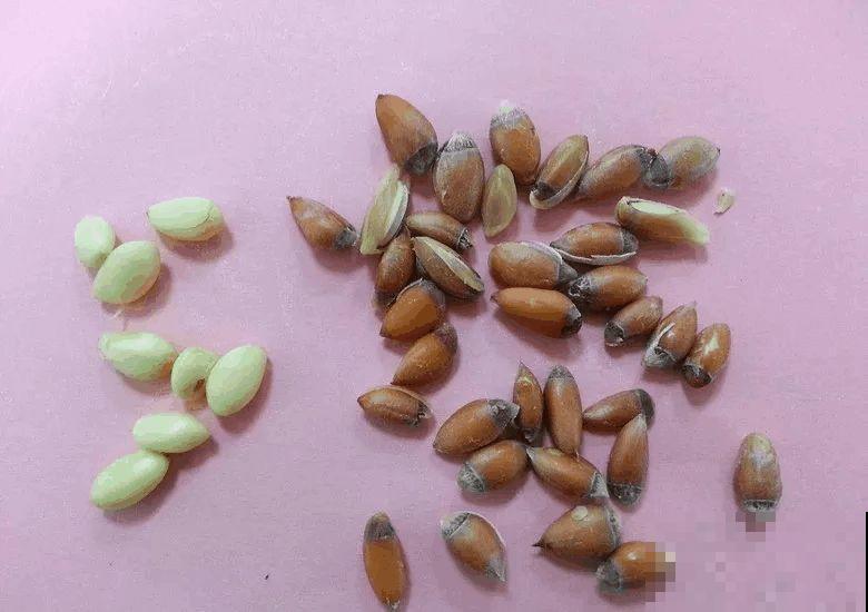 西红柿、玉米……埋土里，7天长成小森林，结出果子一大筐！