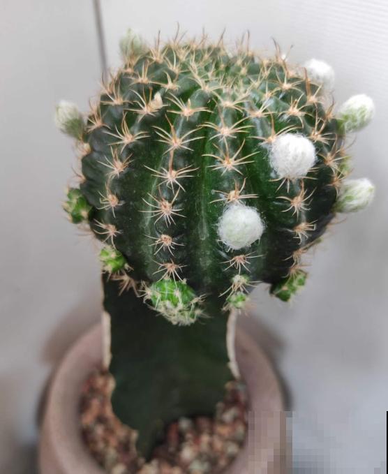 小众冷门仙人球,开花美过荷花,勤花又好养! 小众冷门仙人球,开花美过荷花,勤花又好养!