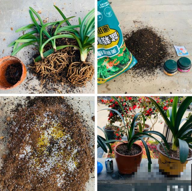 生活在于折腾,养花就是无休止的折腾,并且乐此不疲! 生活在于折腾,养花就是无休止的折腾,并且乐此不疲!