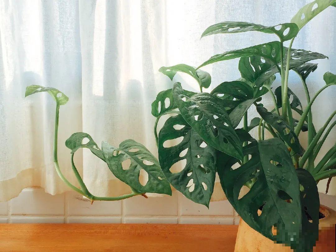龟背竹是“吸废气”高手，家里放一盆，门窗紧闭也能空气清新！