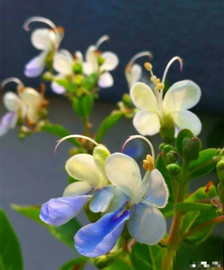 5种新颖的花，邻居没见过，养了你就被羡慕吧！