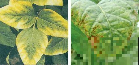 缺肥的7大表现，看清楚，再对症施肥！