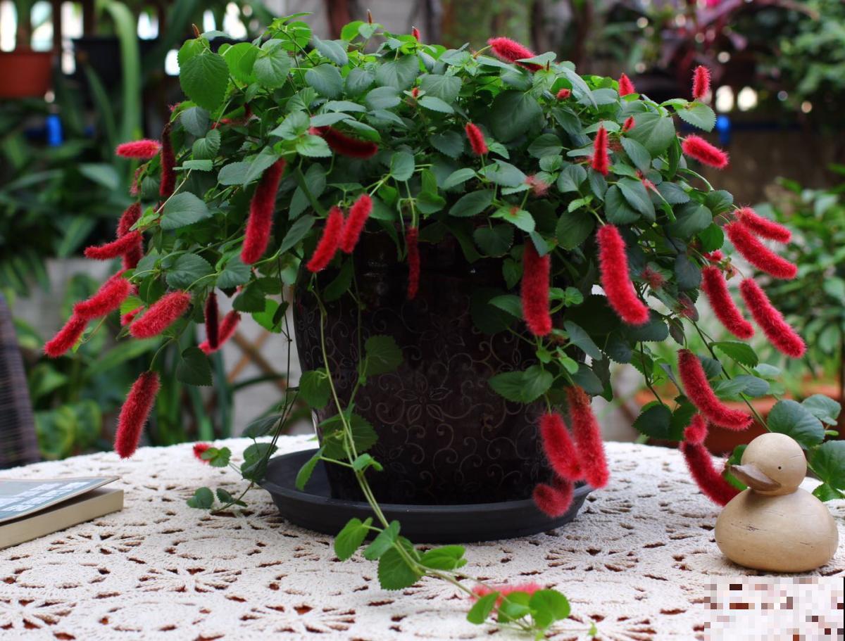 养了一盆尾巴花，开花红彤彤，摆在家里真喜庆