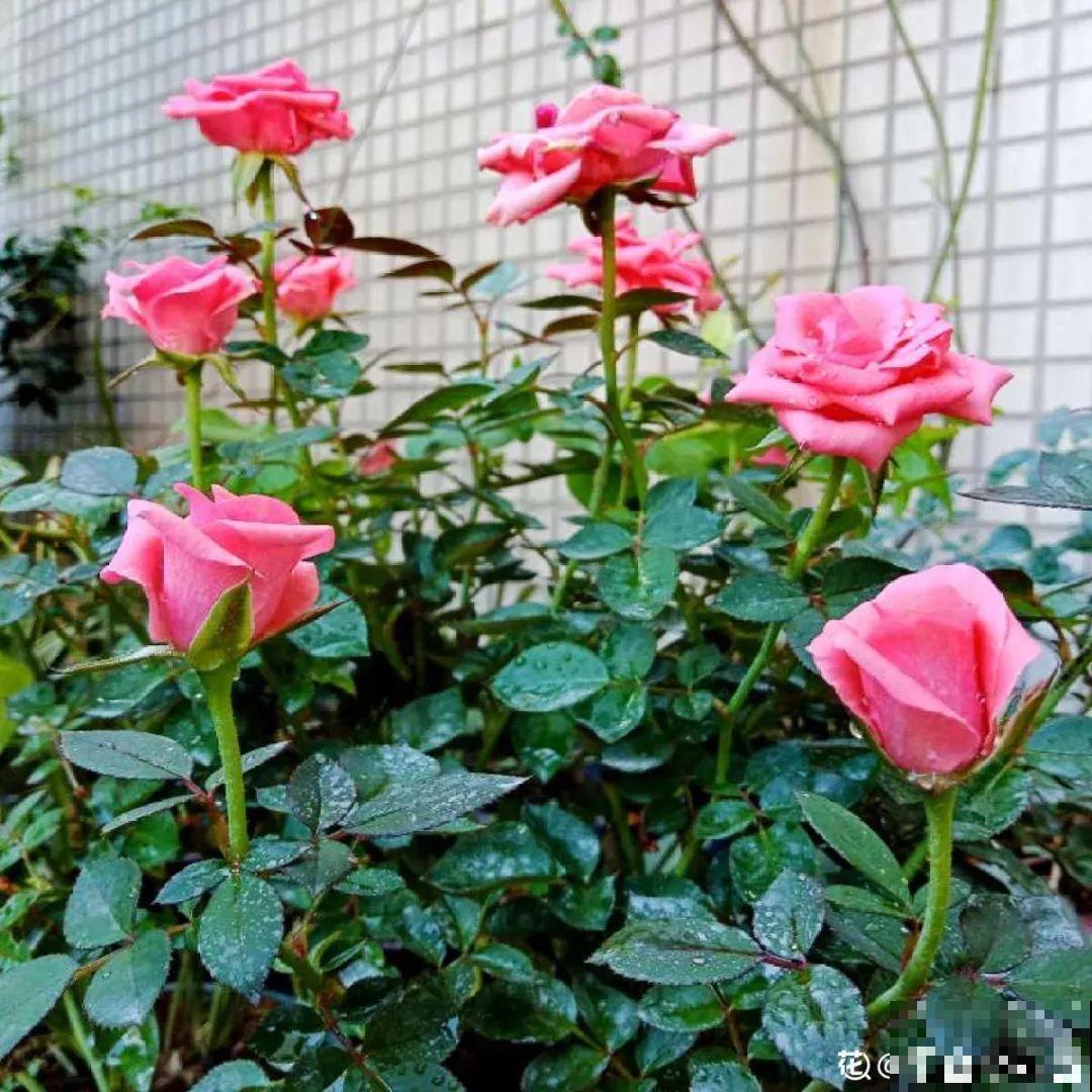 11种花,下个月就开花,现在养护是关键! 11种花,下个月就开花,现在养护是关键!