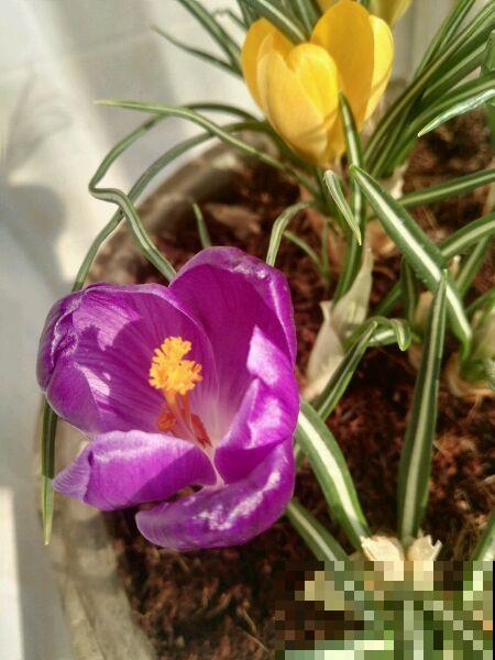 比黄金还珍贵的藏红花,其实在家就能种,三个月就开花! 比黄金还珍贵的藏红花,其实在家就能种,三个月就开花!