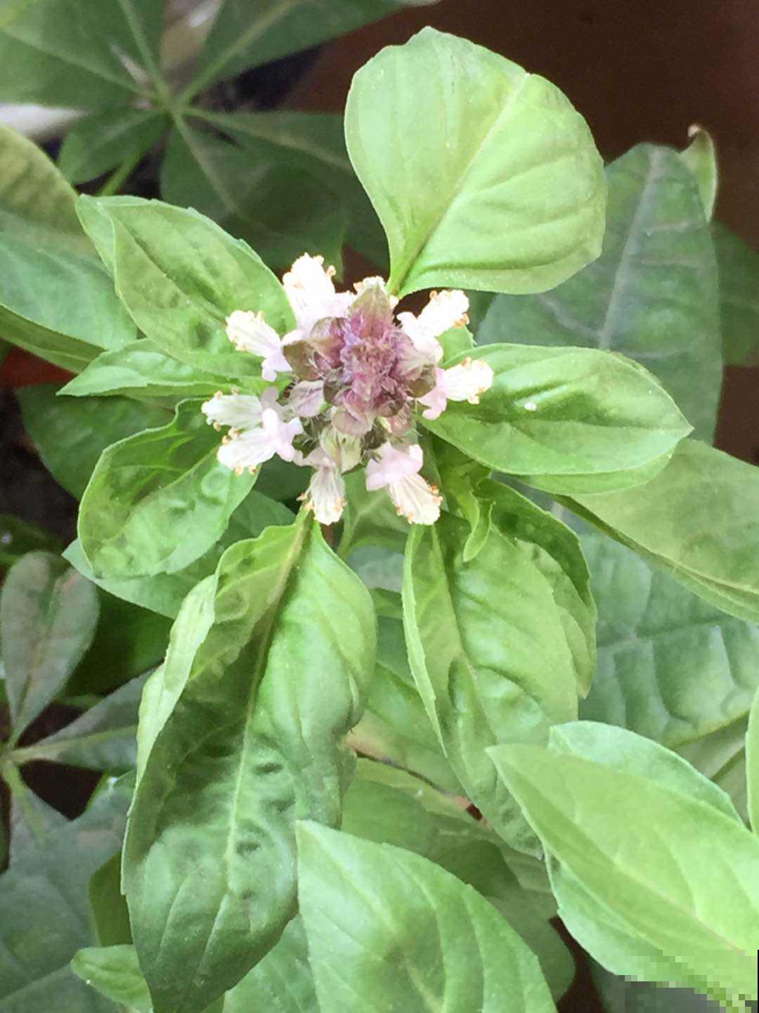 秋蚊子最厉害，家里养盆驱蚊草，蚊虫跑光光