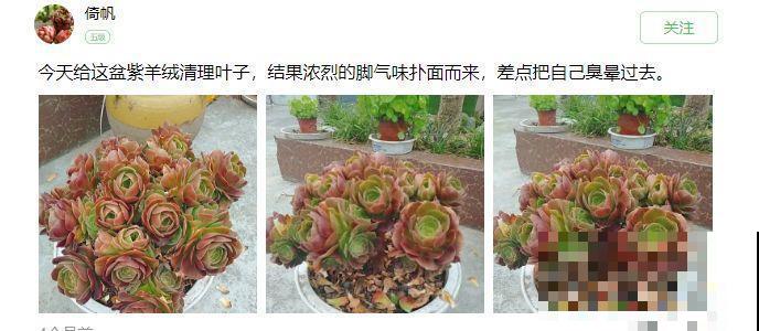 8种花再好看也别养,臭气熏天,恶心得吃不下饭! 8种花再好看也别养,臭气熏天,恶心得吃不下饭!