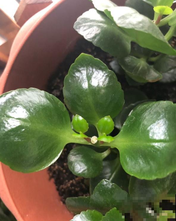 8种花要舍得掐,才能越长越旺盛 8种花要舍得掐,才能越长越旺盛