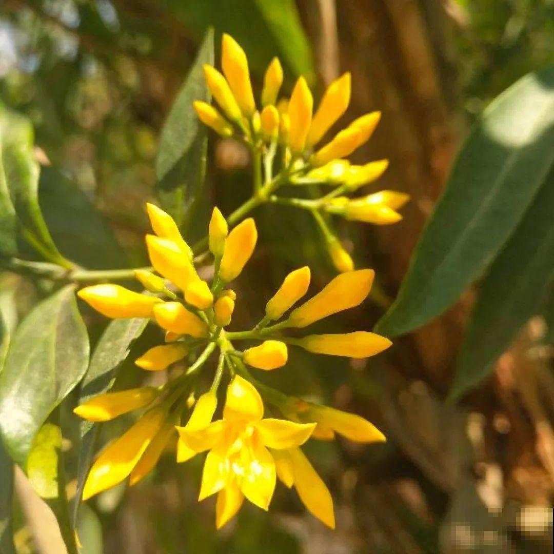 20种有毒花,出门别乱摘,有小孩的特别注意 20种有毒花,出门别乱摘,有小孩的特别注意