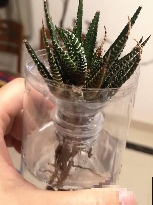 塑料瓶塑料袋都存好,都是养花好东西,花用了呼呼长 塑料瓶塑料袋都存好,都是养花好东西,花用了呼呼长