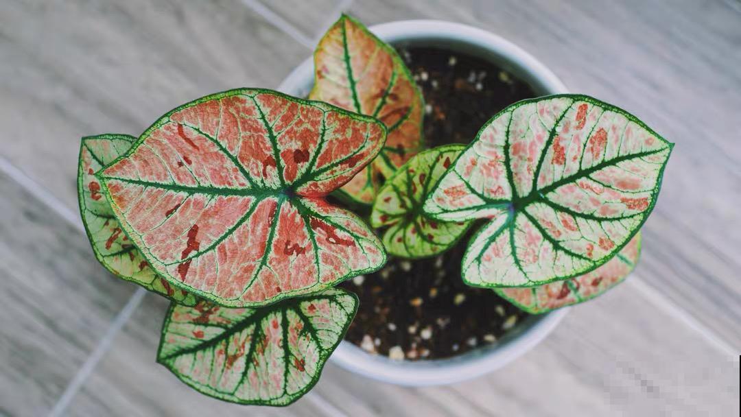 比绿萝还耐阴的花，叶子五彩斑斓，像打翻的调色板！