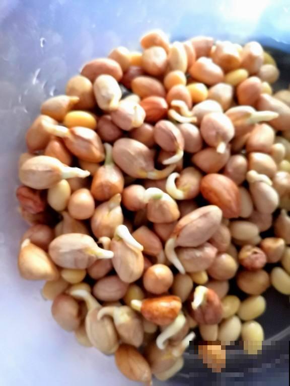 一个玉米头扔水里,三天长出小绿芽,一周变成小森林 一个玉米头扔水里,三天长出小绿芽,一周变成小森林