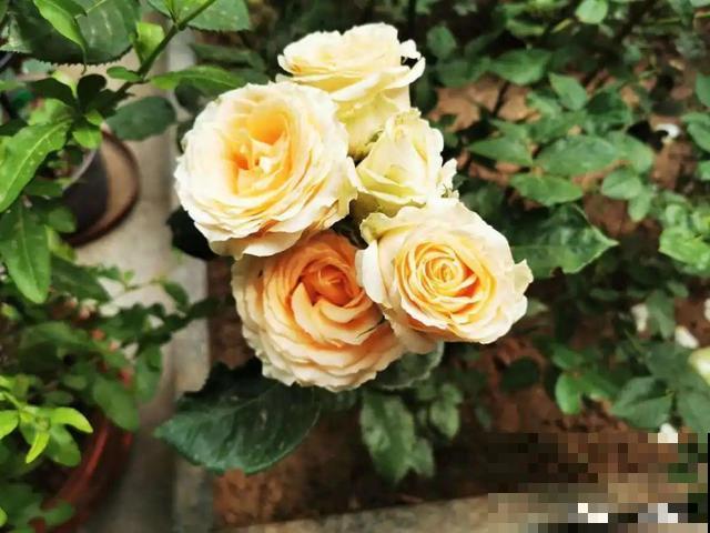 换盆扦插要抓紧，现在正是最佳时期，再晚来不及了！